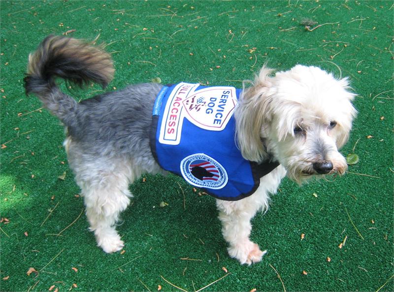 service-dog-gear-premium-small-service-dog-vest